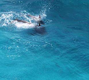 Ausflug zum "Dolphin House"