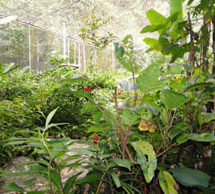 Poring Hot Springs - Schmetterlingsgarten