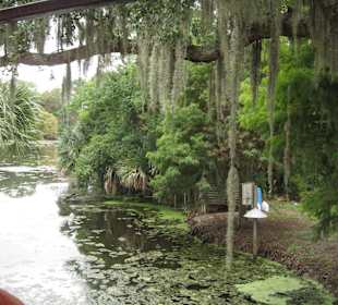 Mit spanish Moos bewachsene Eiche