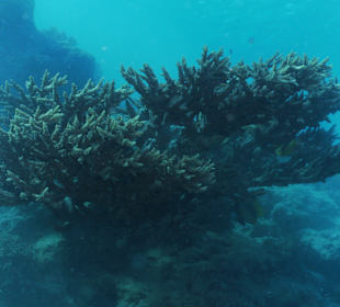 Die größte Koralle im Hausriff