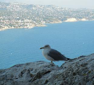 Entspannter Anwohner