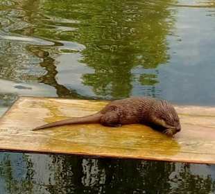 Fischotter Fütterung
