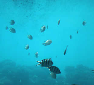 Fische aus dem U-Boot