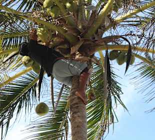 Es gibt frische Kokosnuss