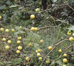 Restaurant Dantak Canteen