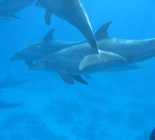 Delphine mit SimSim-Reisen