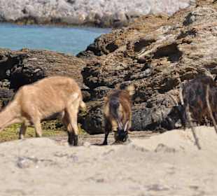 Und noch einmal Ziegen