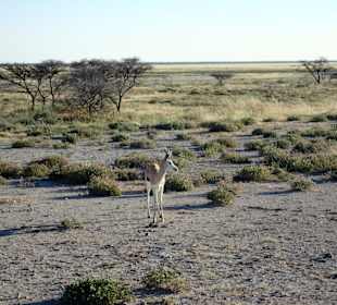Etosha