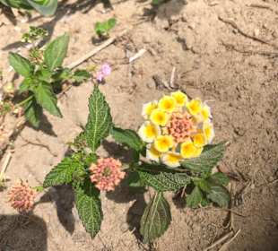 Wandern Side - Kumköy