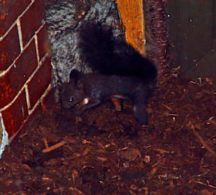 Japanisches Eichhörnchen
