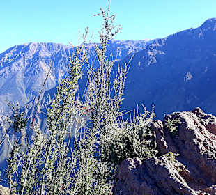 Colca-Canyon