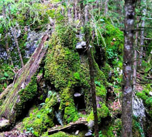 Natur pur durch Geröll