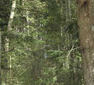 Wanderweg Hochgehswiggert