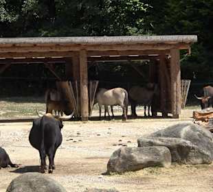 Tierpark Hellabrunn