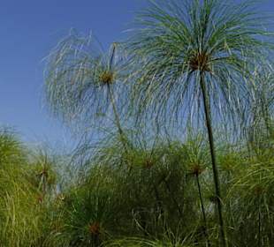 Crocoparc-botanischer Garten
