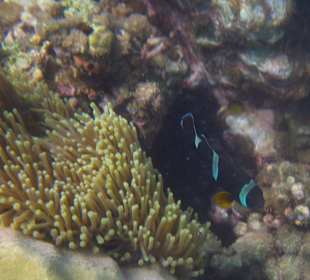 Schnorcheln - Anemone