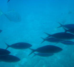 Fische aus dem U-Boot Fenster fotografiert