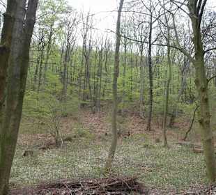 Wanderung zum Brocken