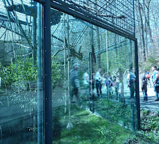 Weißhandgibbon - Gehege