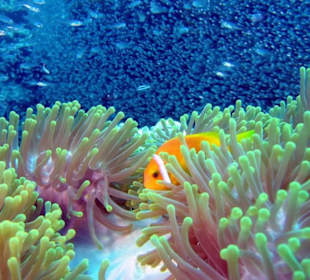 Clownfish