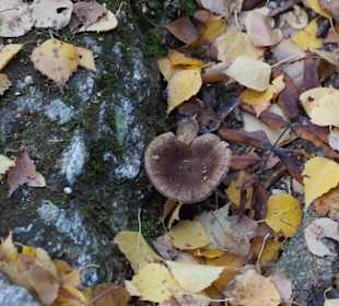 Riesengebirge/Karkonosze