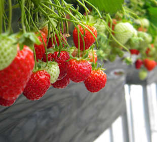 Strawberry Farm in Gyeongju