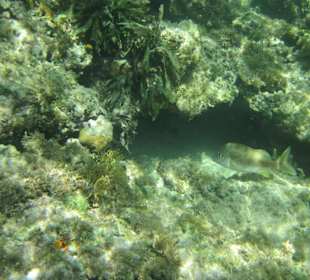 Unterwasserwelt beim Schnorcheln 