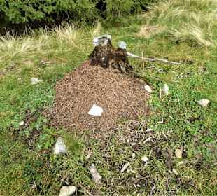 Eichhörnchenweg St.Magdalena - Kradorfer Alm