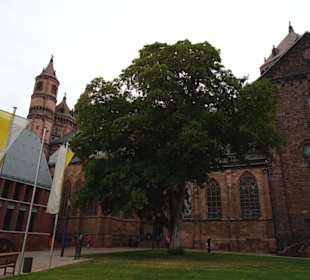 Dom St. Peter in Worms