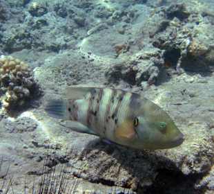 Sharm El Naga - Name unbekannt
