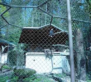 Weißkopf-Seeadler