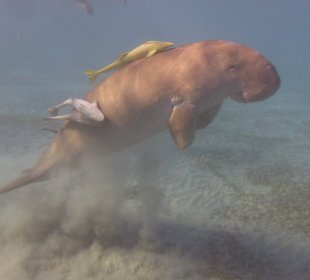 Schnorcheln Marsa Alam