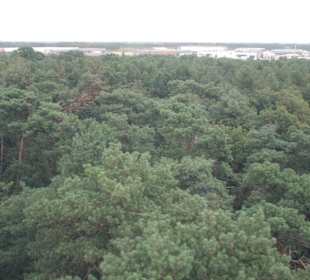 Blick aus der Gondel auf den Wald