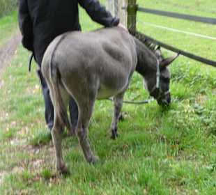 Ein Esel vom Eselbauern