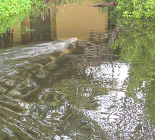 Waran in der Lagune