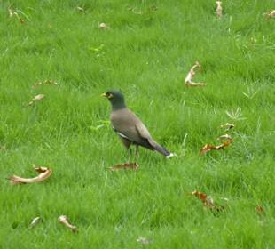 Viktoria Memorial Kalkutta