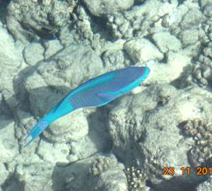 Am Hotelriff  ein Fisch von 1000