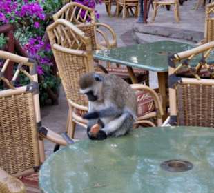 Affe beim Frühstück