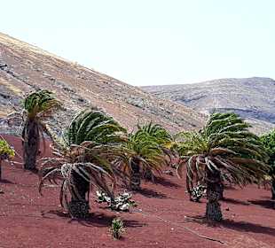 Inselrundfahrt AIDA Tagestour