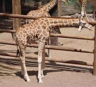Girafe