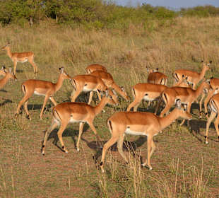Impalas