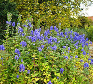 Цветы конца октября на променаде.