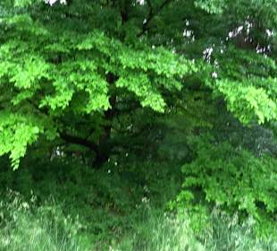 Baumlehrpfad Glacis Park