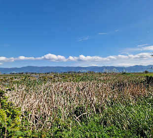 Boggy Pond Wairarapa Moana Wetlands
