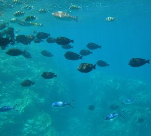 Submarine Sharm