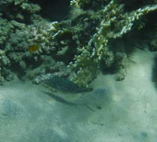 Spitzkopfkugelfisch. Hotel Prima Life Makadi Bay