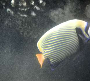 Ein Kaiserfisch am Hausriff