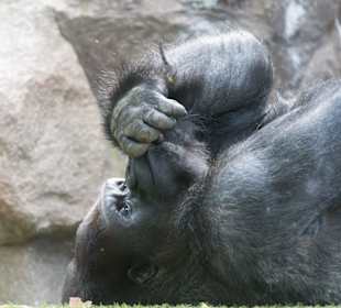 Ему все равно, что происходит за стеклом