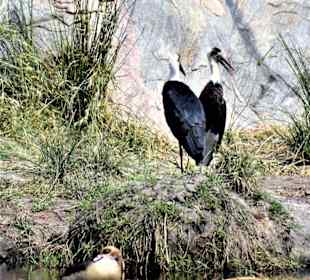 Nilgans und Wollhalsstörche