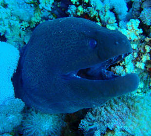 Riesenmuräne anderer Blick